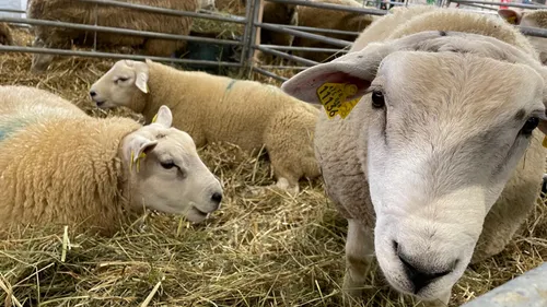 (Photos) : l’élevage du Grand Est à la fête au salon AGRIMAX